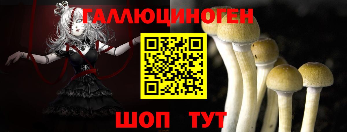 Галлюциногенные грибы Psilocybine cubensis Назарово